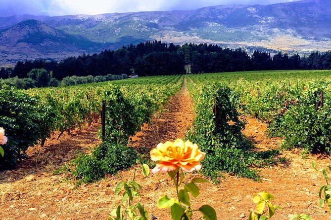 Full-Day Private Wine Tasting Tour - Who Is This Tour Best For?