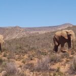 Full-Day Safari Aquila Game Reserve from Cape Town - Who Is This Tour Best For?