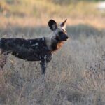 Full-Day Safari Chobe National Park and boat safari - What Does the Price Include and What’s Not?