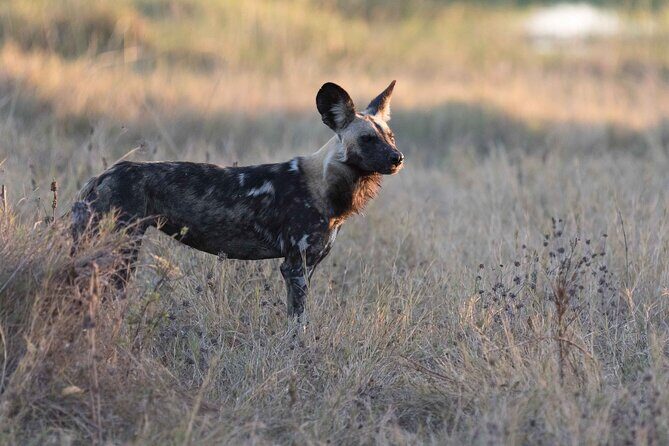 Full-Day Safari Chobe National Park and boat safari - What Does the Price Include and What’s Not?