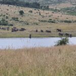 Full Day Safari from Johannesburg - Pilanesberg Nature Reserve - Practical Details & What Sets This Tour Apart