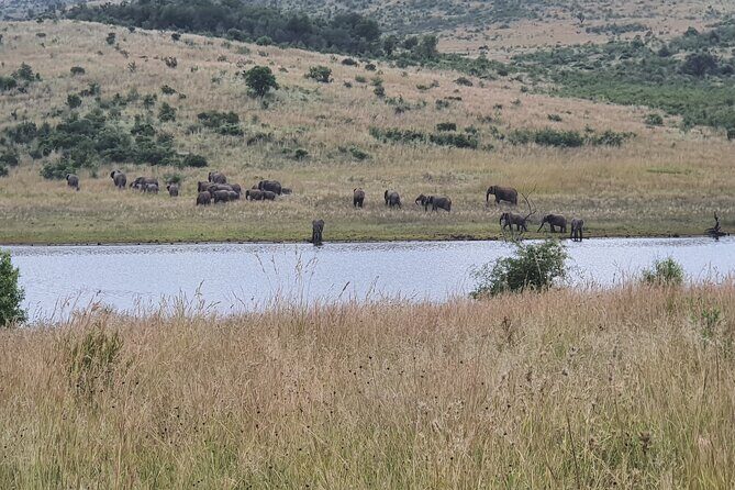Full Day Safari from Johannesburg - Pilanesberg Nature Reserve - Practical Details & What Sets This Tour Apart