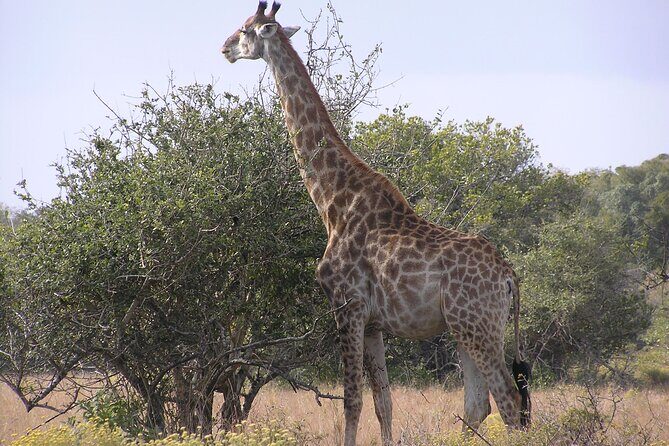 Full-Day Safari in Maputo National Park - An Honest Look at the Maputo National Park Safari