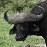 Full Day Safari in the Kruger National Park from Hazyview - Authentic Insights from Reviews
