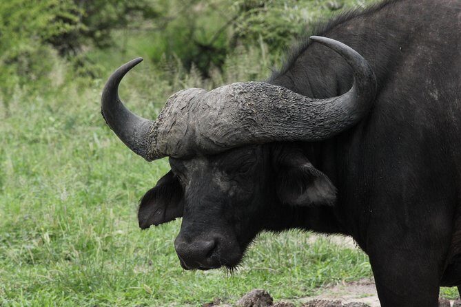 Full Day Safari in the Kruger National Park from Hazyview - Authentic Insights from Reviews