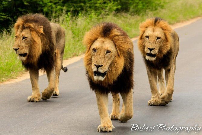 Full Day Safari - Kruger National Park - Practical Details and Tips