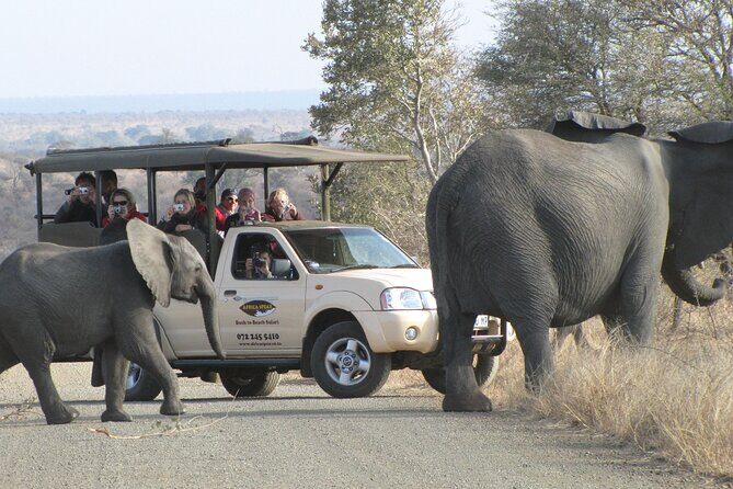 Full Day Safari Shared Tour at Kruger National Park - Transport and Group Size