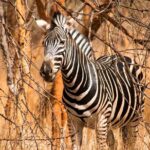Full Day Safari to Mikumi National Park from Zanzibar with Lunch - Practical Details and Tips