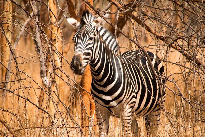 Full Day Safari to Mikumi National Park from Zanzibar with Lunch - Practical Details and Tips