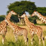 Full-Day Safari to Tala Game Reserve, Phezulu Safari Park and Natal from Durban - Transportation, Timing, and Group Size