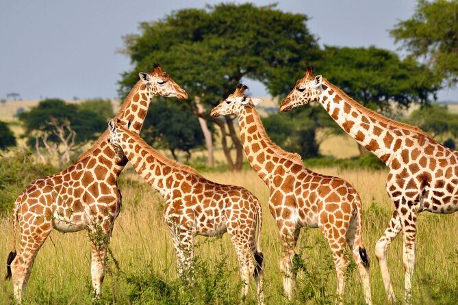 Full-Day Safari to Tala Game Reserve, Phezulu Safari Park and Natal from Durban - Transportation, Timing, and Group Size