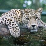 Full-day Safari Tour in Chobe - Practical Considerations