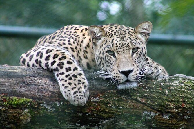 Full-day Safari Tour in Chobe - Practical Considerations