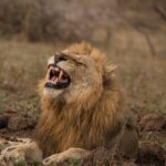 Full Day Safari Tour in Hluhluwe Imfolozi Park - Why It’s a Good Deal