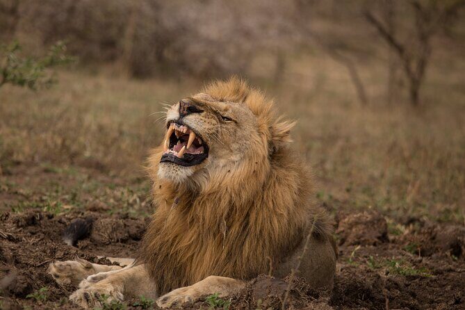Full Day Safari Tour in Hluhluwe Imfolozi Park - Why It’s a Good Deal