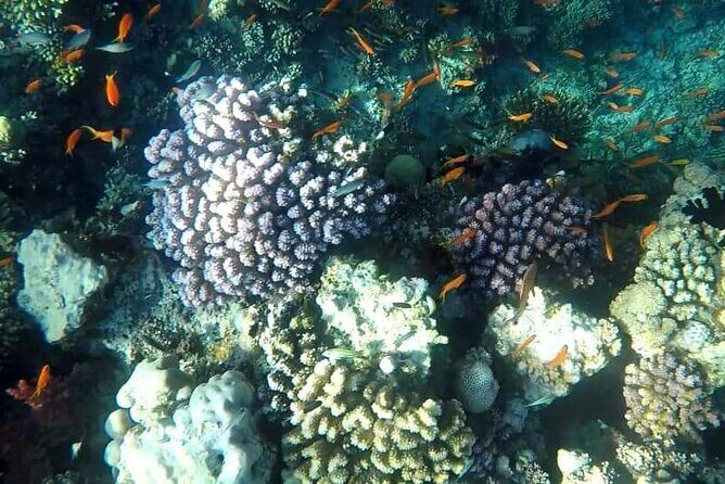 Full-Day Scuba Diving Tour in Hurghada with Lunch & Pick-Up - Authentic Experiences from Reviewers