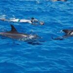 Full-Day Sea Trip with Dolphins and Snorkeling in Red Sea - Authentic Experiences and Practical Tips