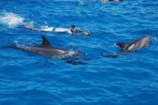 Full-Day Sea Trip with Dolphins and Snorkeling in Red Sea - Authentic Experiences and Practical Tips
