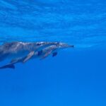 Full Day Snorkeling in Hurghada Dolphin House - Practical Considerations