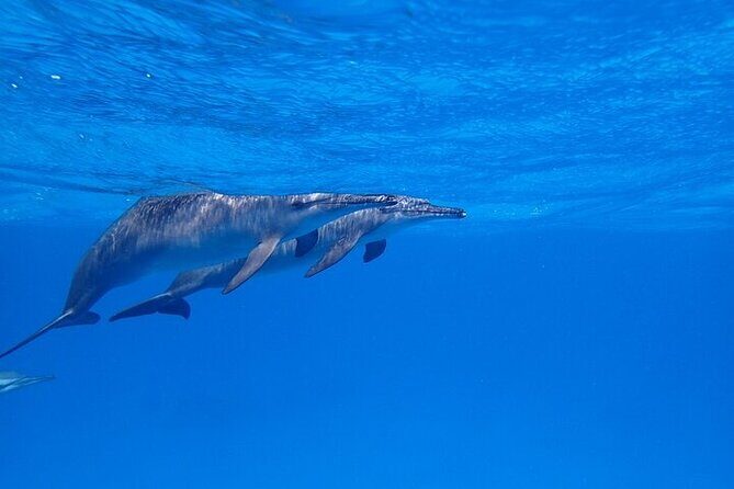 Full Day Snorkeling in Hurghada Dolphin House - Practical Considerations