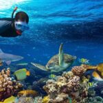 Full Day Snorkeling Trip to the Red Sea in Safaga from Luxor - What Could Be Better?