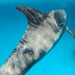 Full-Day Snorkeling with Dolphins in Hurghada with Lunch - Final Thoughts: Is It Worth It?
