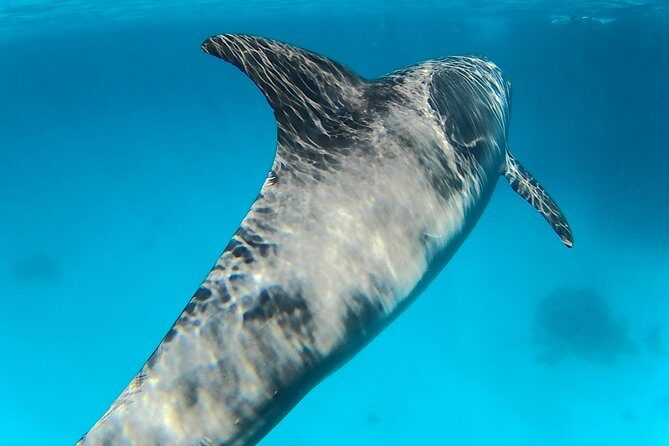 Full-Day Snorkeling with Dolphins in Hurghada with Lunch - Final Thoughts: Is It Worth It?