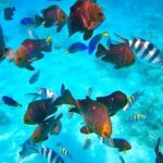 Full Day Spice Tour, Prison Island and City Tours - The Boat Ride to Prison Island