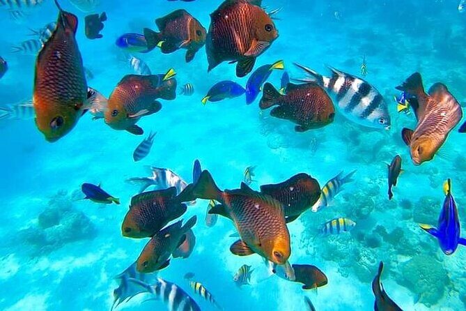 Full Day Spice Tour, Prison Island and City Tours - The Boat Ride to Prison Island