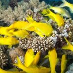 Full Day Tiran Island Snorkeling Sea trip & Lunch With Transfer - Sharm Elsheikh - FAQ