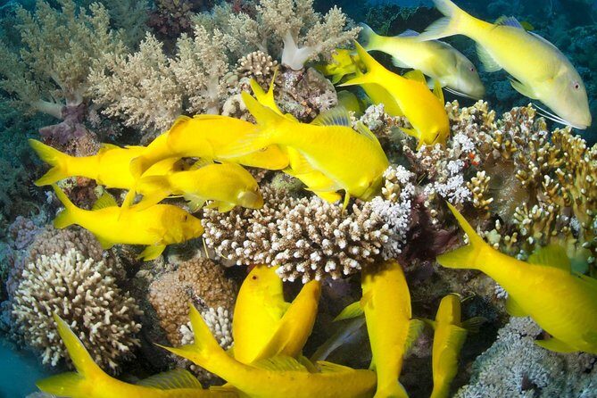 Full Day Tiran Island Snorkeling Sea trip & Lunch With Transfer - Sharm Elsheikh - FAQ