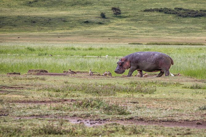 Full Day To Arusha National Park - Final Thoughts