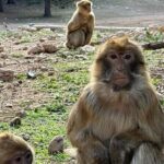 Full Day Tour from Marrakech to Kaskade Ouzod - Practical Details and Considerations