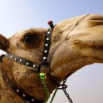 Full day tour Giza Pyramids Sphinx &Lunch and Shopping tour - Final Thoughts: Is This Tour Worth It?