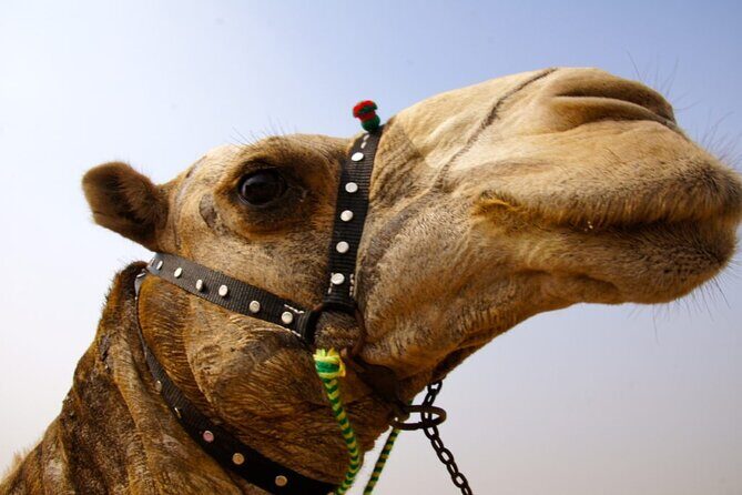 Full day tour Giza Pyramids Sphinx &Lunch and Shopping tour - Final Thoughts: Is This Tour Worth It?
