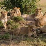 Full Day Tour Nairobi National Park, Giraffe Center ,Karen Blixen - Final Thoughts: Is It Worth It?