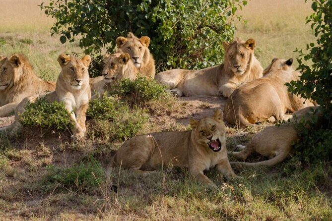 Full Day Tour Nairobi National Park, Giraffe Center ,Karen Blixen - Final Thoughts: Is It Worth It?