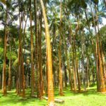 Full Day Tour of Reunion Island with Breakfast - The Experience: Why It Works