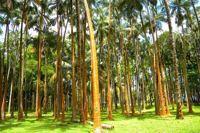 Full Day Tour of Reunion Island with Breakfast - The Experience: Why It Works