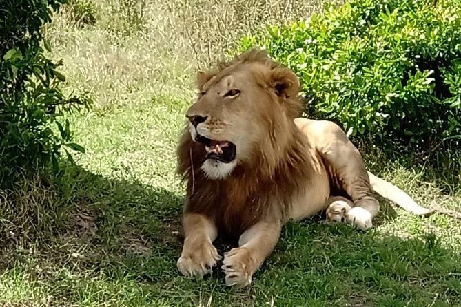 Full Day Tour to Amboseli National Park - Who is This Tour Best Suited For?
