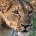 Full Day Tour to Chobe National Park and Botswana - Analyzing Value: Is It Worth It?