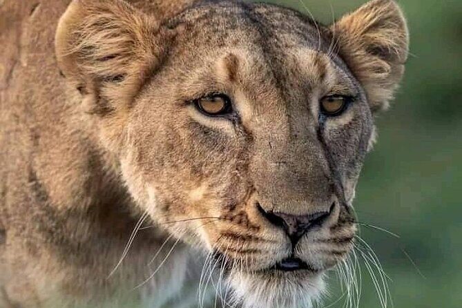 Full Day Tour to Chobe National Park and Botswana - Analyzing Value: Is It Worth It?