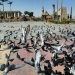 full day Tour to east and west bank of Luxor - What to Expect on the Tour