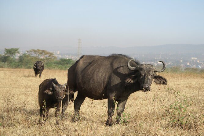 Full Day tour to Lake Nakuru National Park From Nairobi - Practical Details and Tips