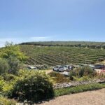 Full Day Tour to Wine Estates Stellenbosch, Franschhoek and Paarl - What Makes This Tour Stand Out?