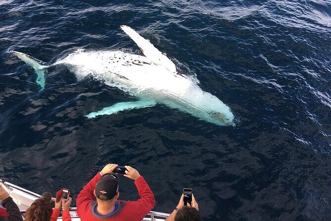 Full-Day Whale Watching and Wine Region Experience from Cape Town - What to Expect at Each Stop