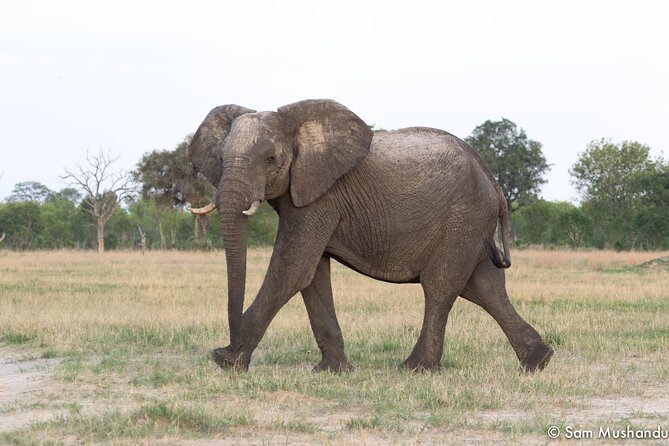 Full-Day Zimbabwe Zambezi National Park Safari & Lunch - Authentic Insights from Participants