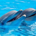 Fully Day Tour: Dolphin Encounters, Crystal Rock at Benitiers Island - Authentic Insights from Reviewers