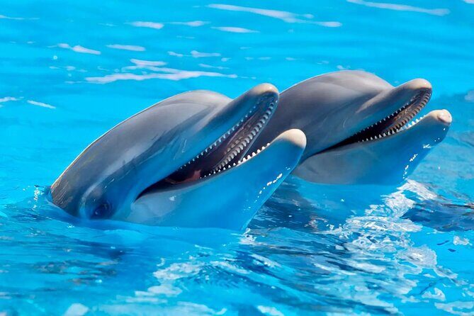 Fully Day Tour: Dolphin Encounters, Crystal Rock at Benitiers Island - Authentic Insights from Reviewers