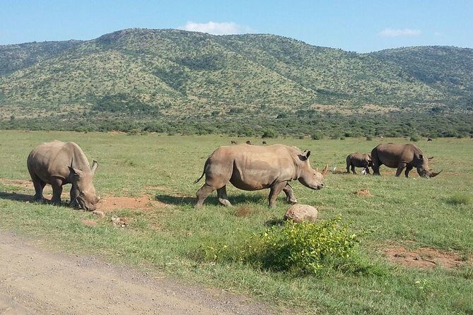 Fully inclusive Pilanesberg safari from Johannesburg - What Makes This Tour Stand Out?